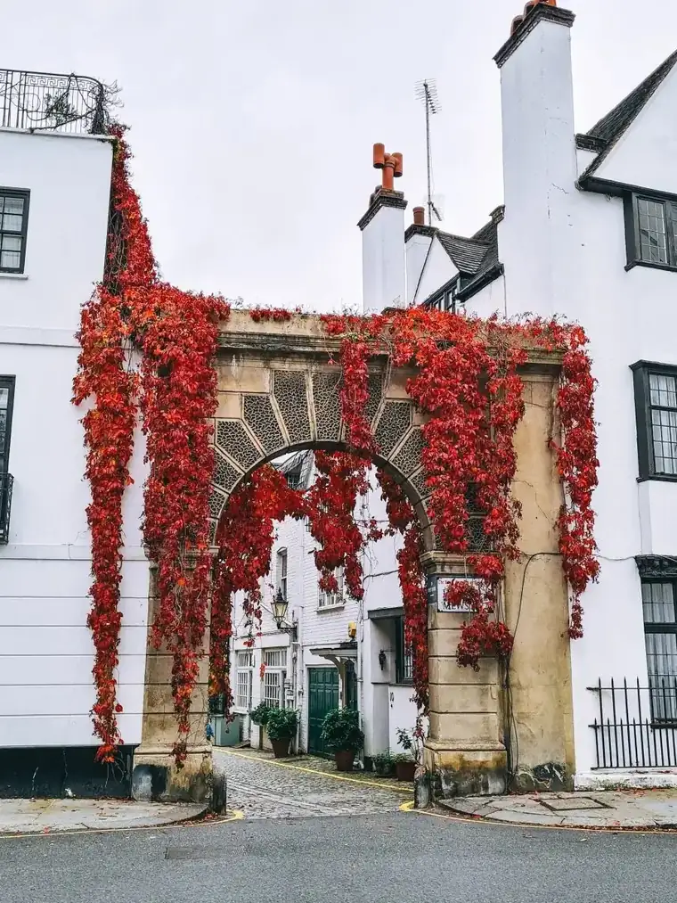 Charming London mews arch covered in red autumn ivy